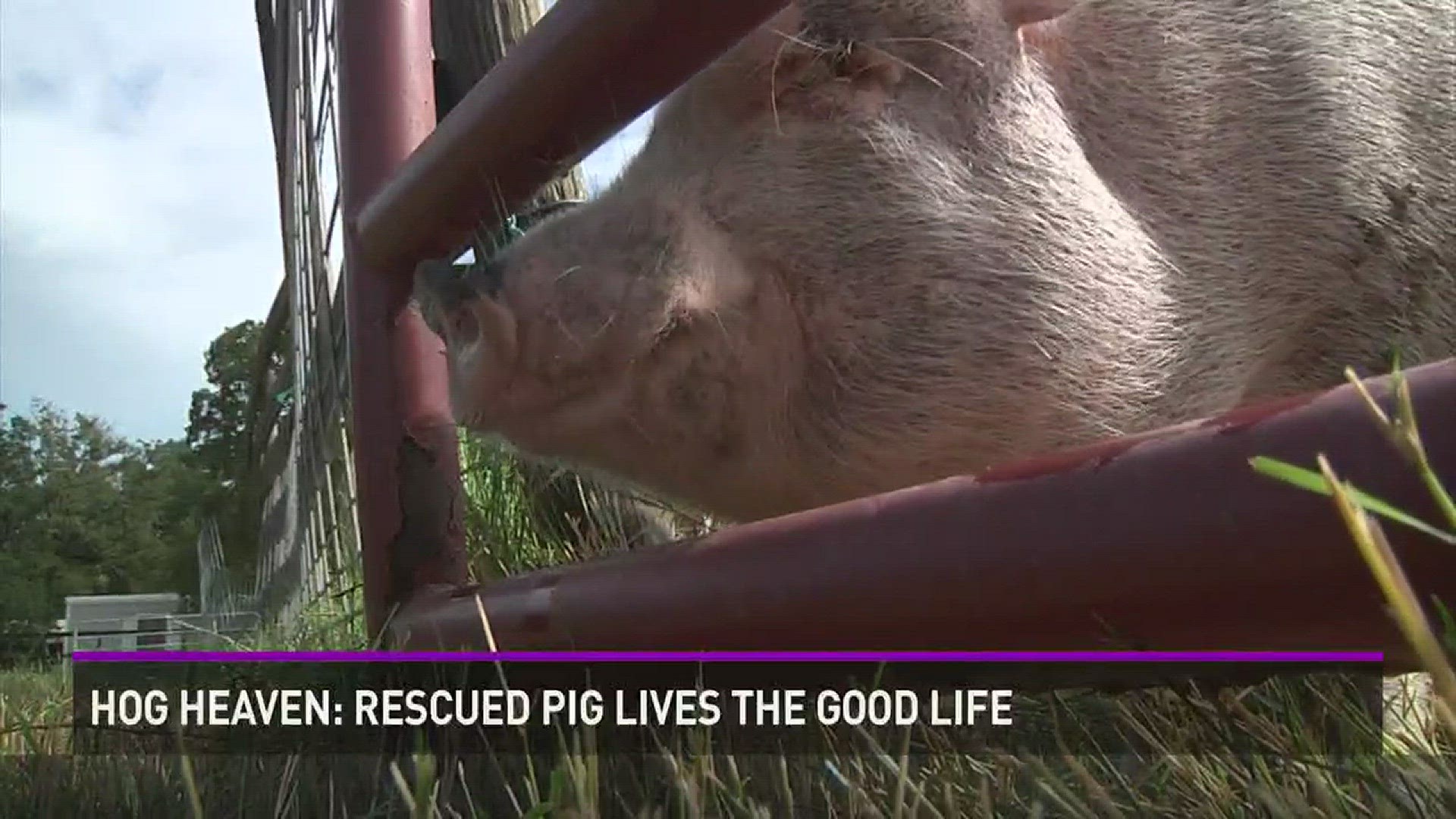 Dandy the pig was rescued from neglect. We meet his owner and learn about his new life.
