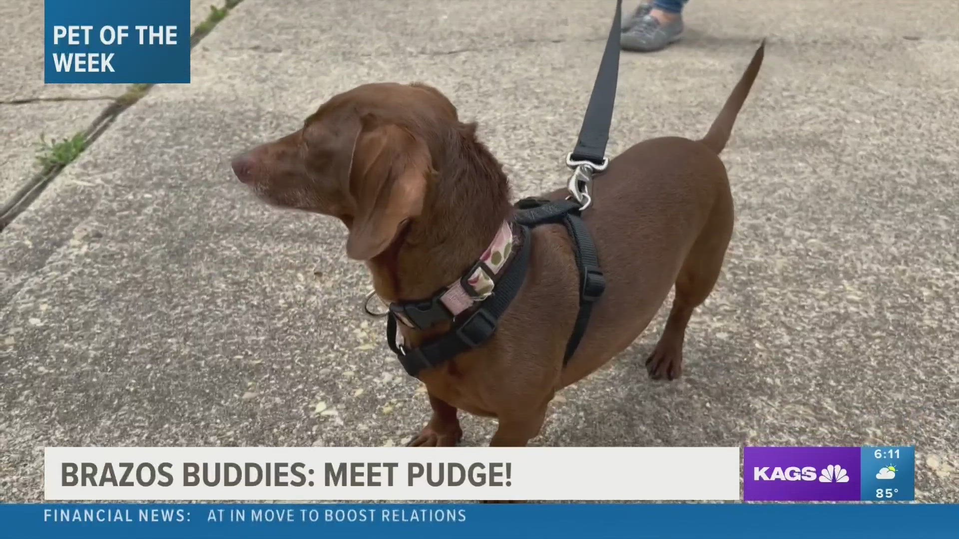 This week's featured Brazos Buddy is Pudge, a six-year-old Dachshund mix that's looking to be adopted.