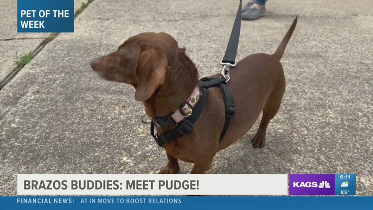 Brazos Buddies featured pet of the week: Pudge