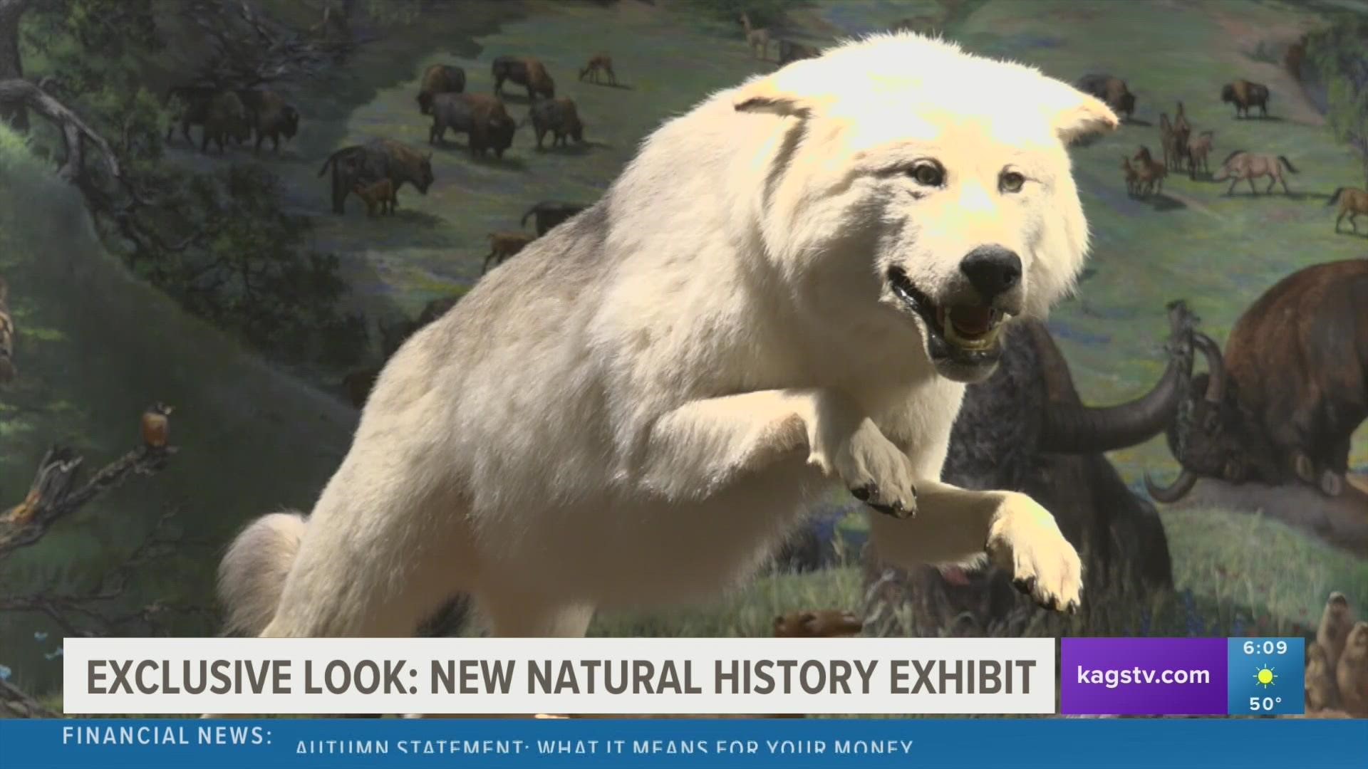 On Friday, Nov. 18 the Brazos Valley Museum of Natural History will unveil their new human canine history exhibit, which will feature fossils, history, and more.