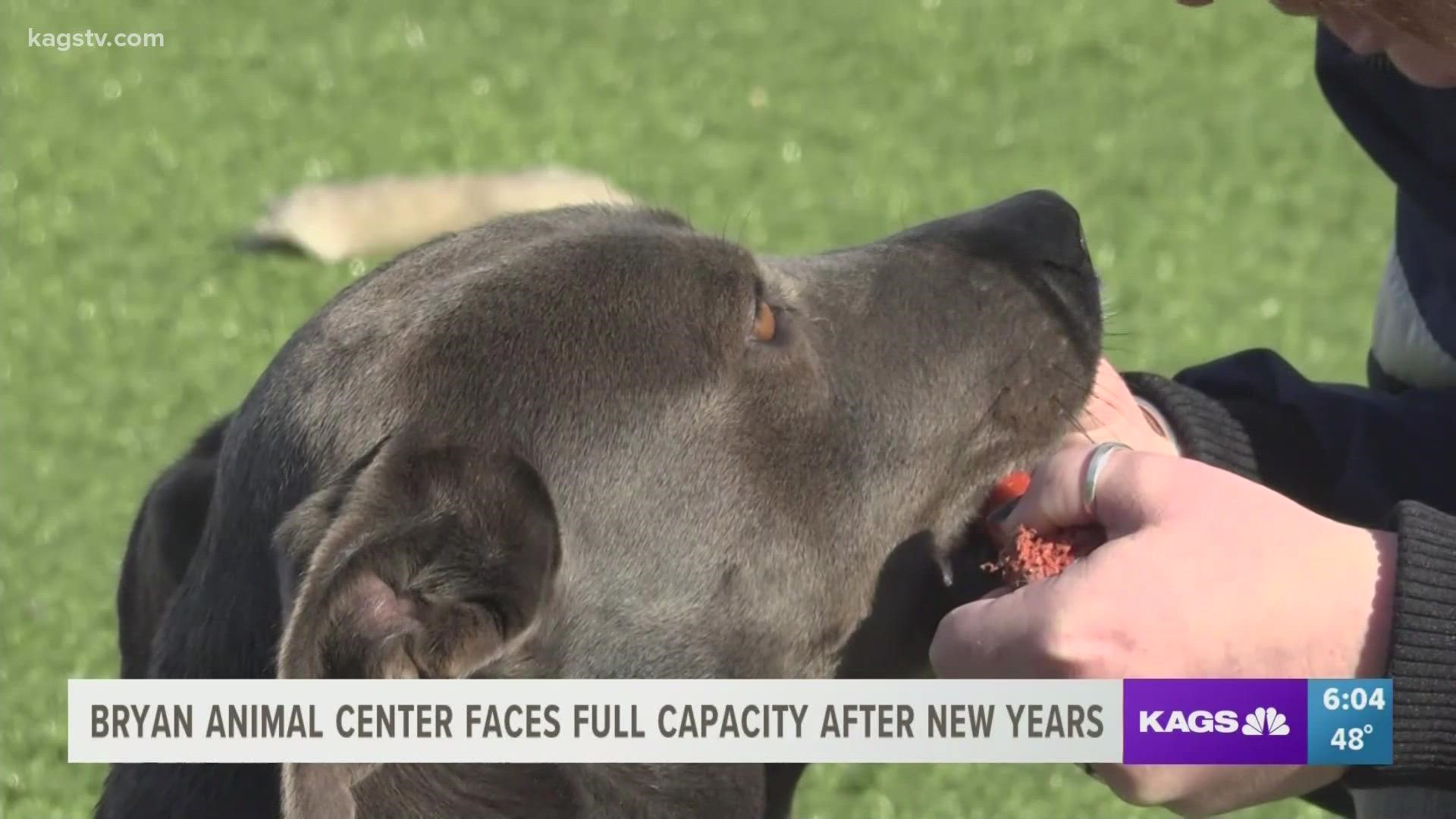 Bryan Animal Center faces full capacity in the new year 