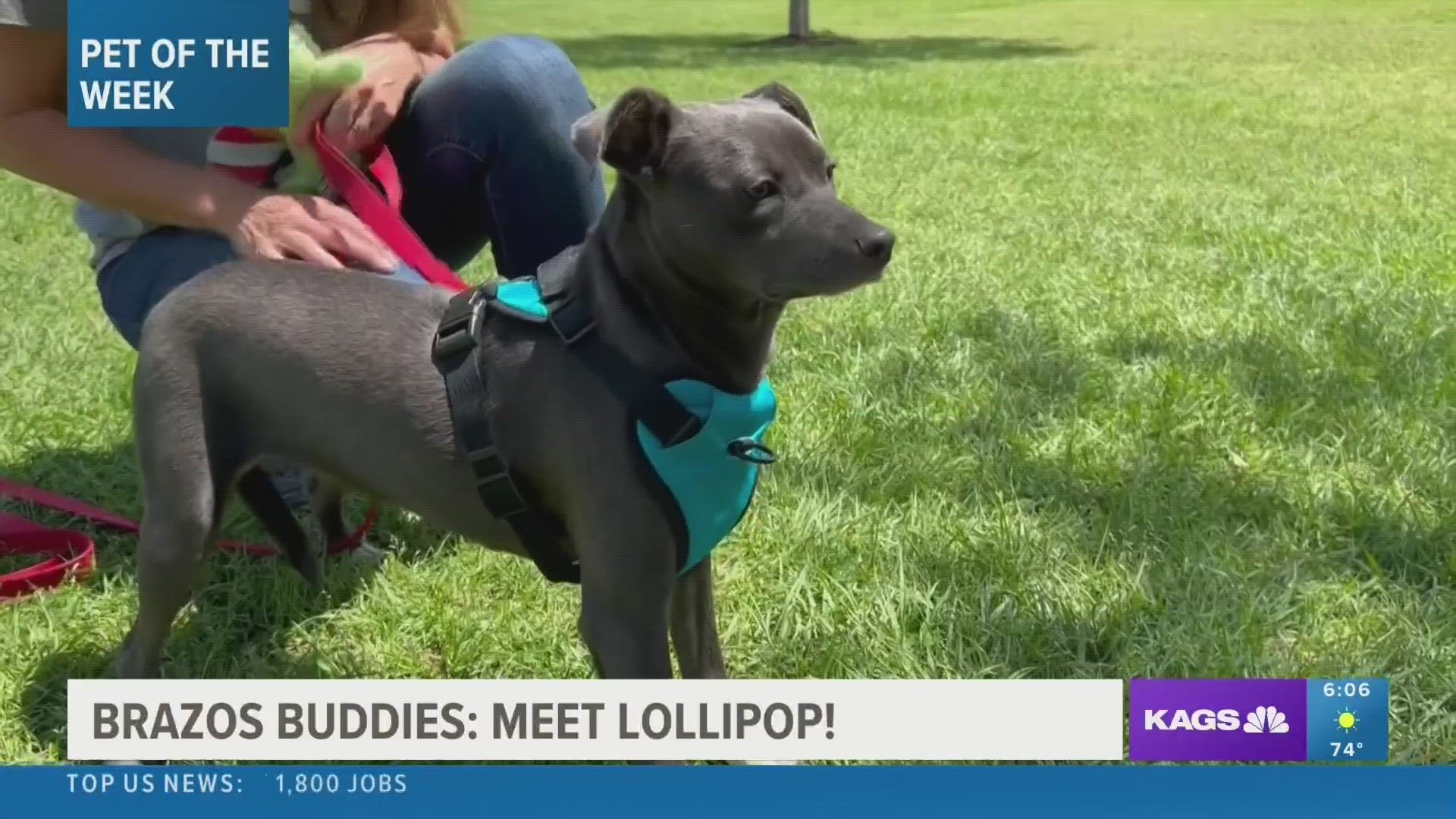 This week's featured Brazos Buddy is Lollipop, a Pit-Terrier mix that's looking to be adopted.