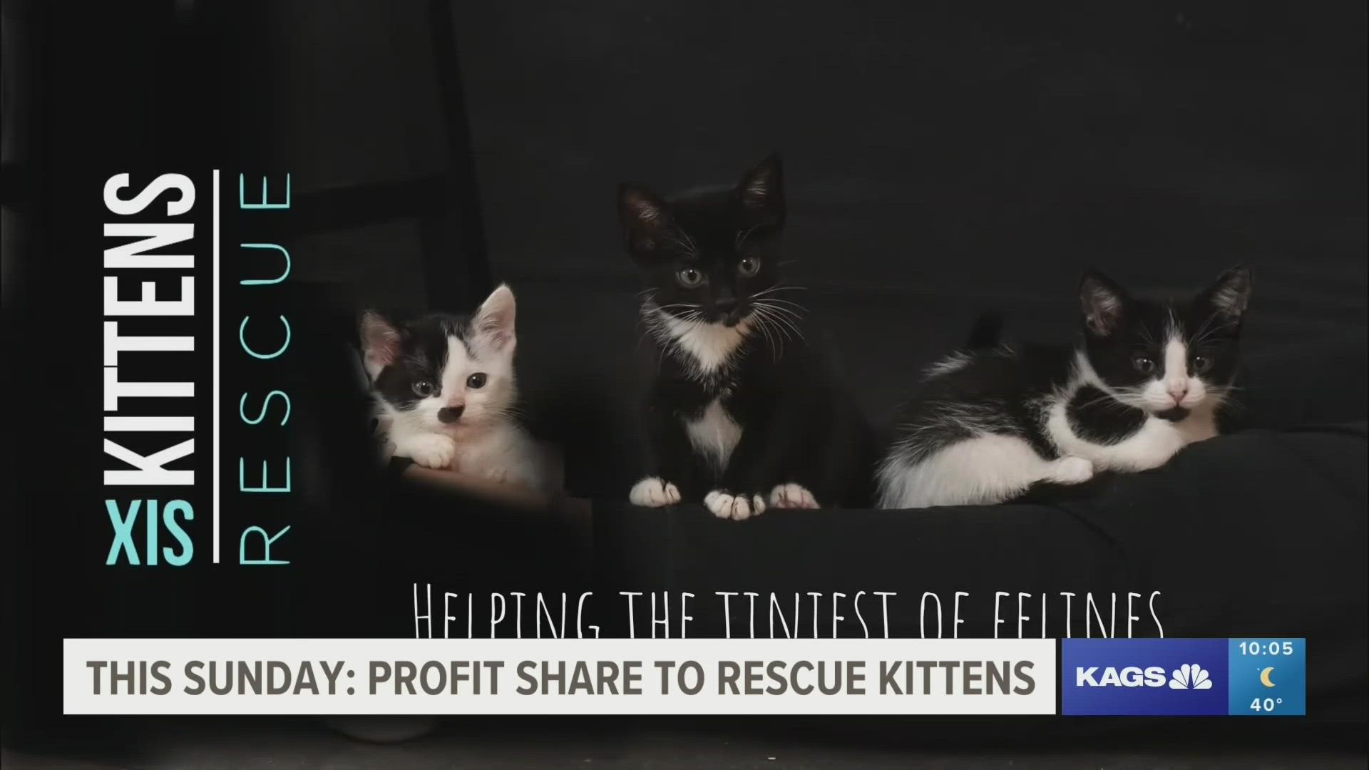 Six Kittens Rescue is partnering with Texas Plant to help kitten rescue efforts once you buy a plant.