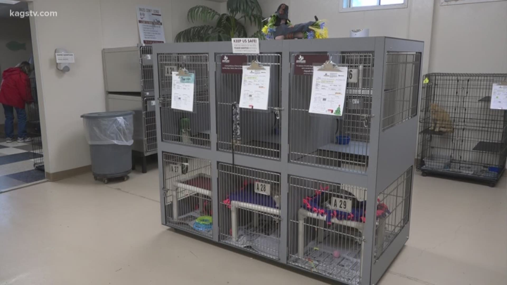 The Aggieland Humane Society's annual 12 Strays of Christmas program is making several adoptable pets available for a reduced fee of $12.
