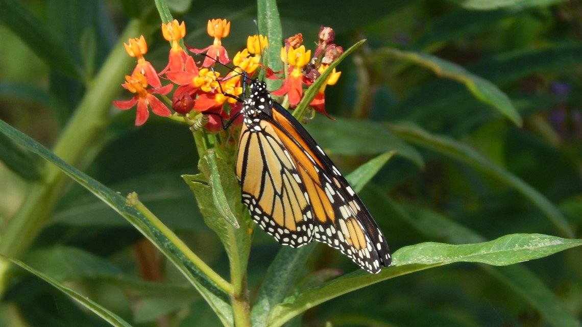 TAMU expert says Monarch population may decrease this year - Vimarsana News