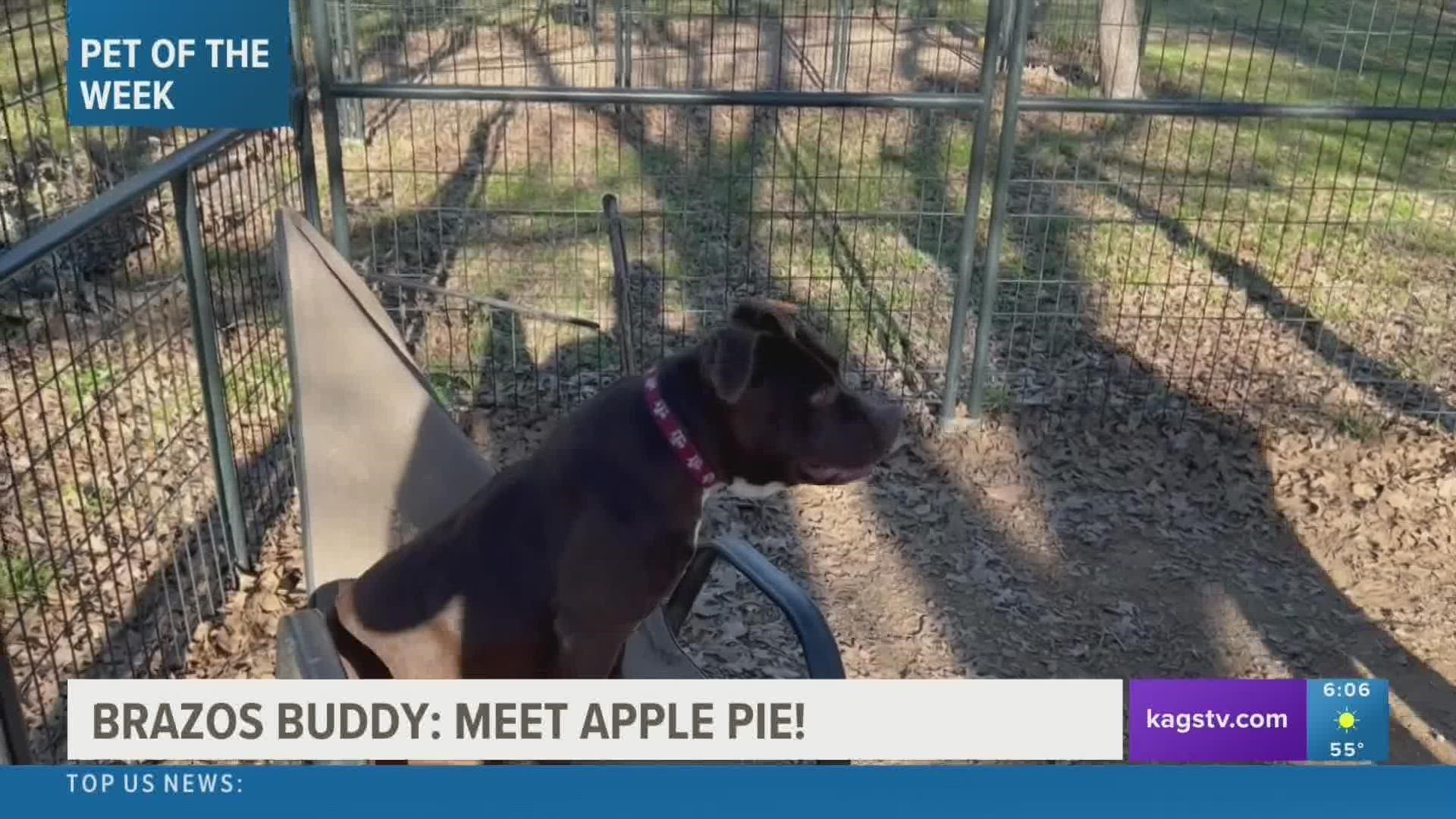 This week's featured Brazos Buddy is Apple Pie, a seven-year-old Pit Bull Terrier mix that's looking to be adopted.