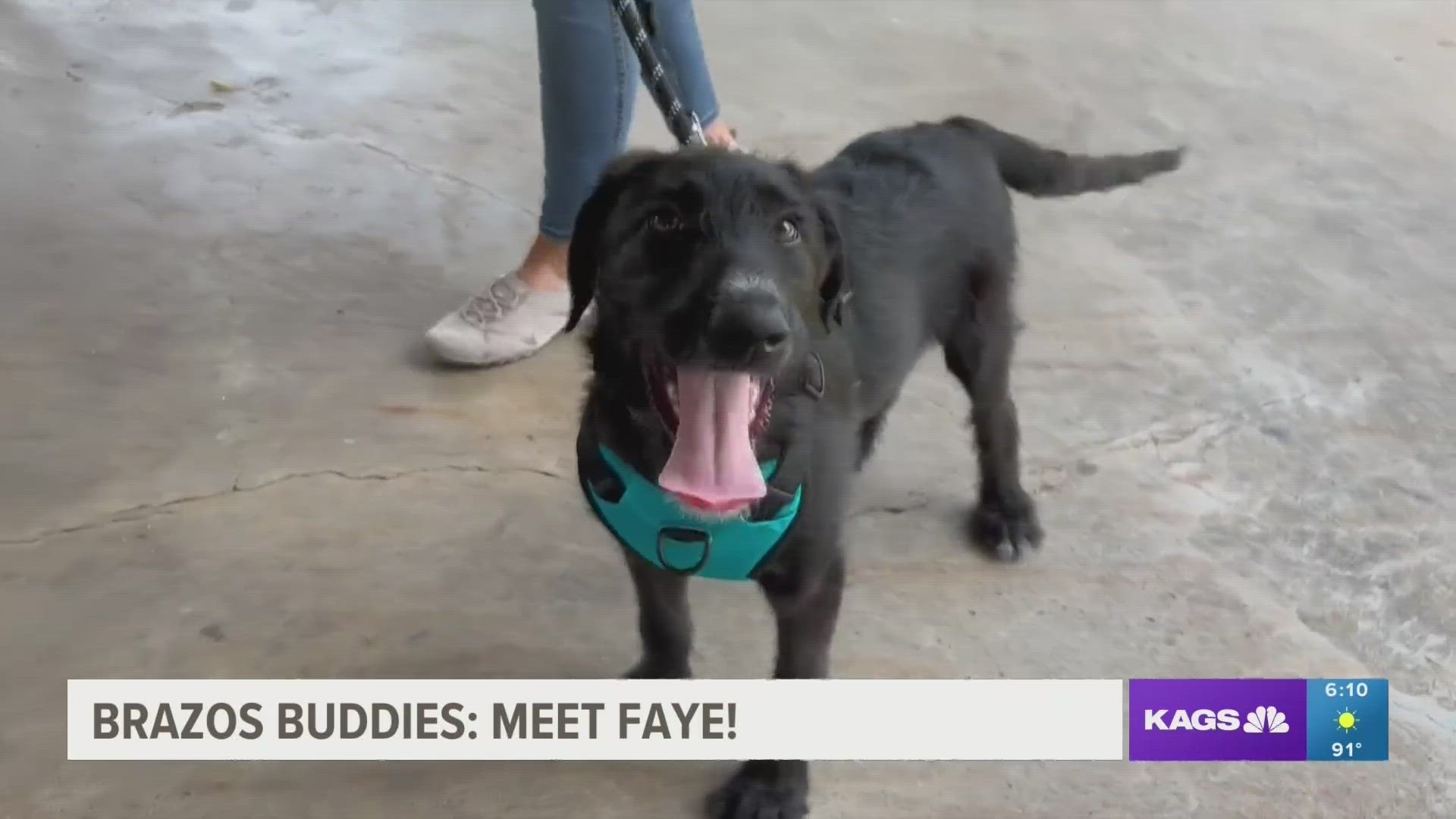 This week's featured Brazos Buddy is Faye, a four-month old mixed breed dog that's looking to be adopted.