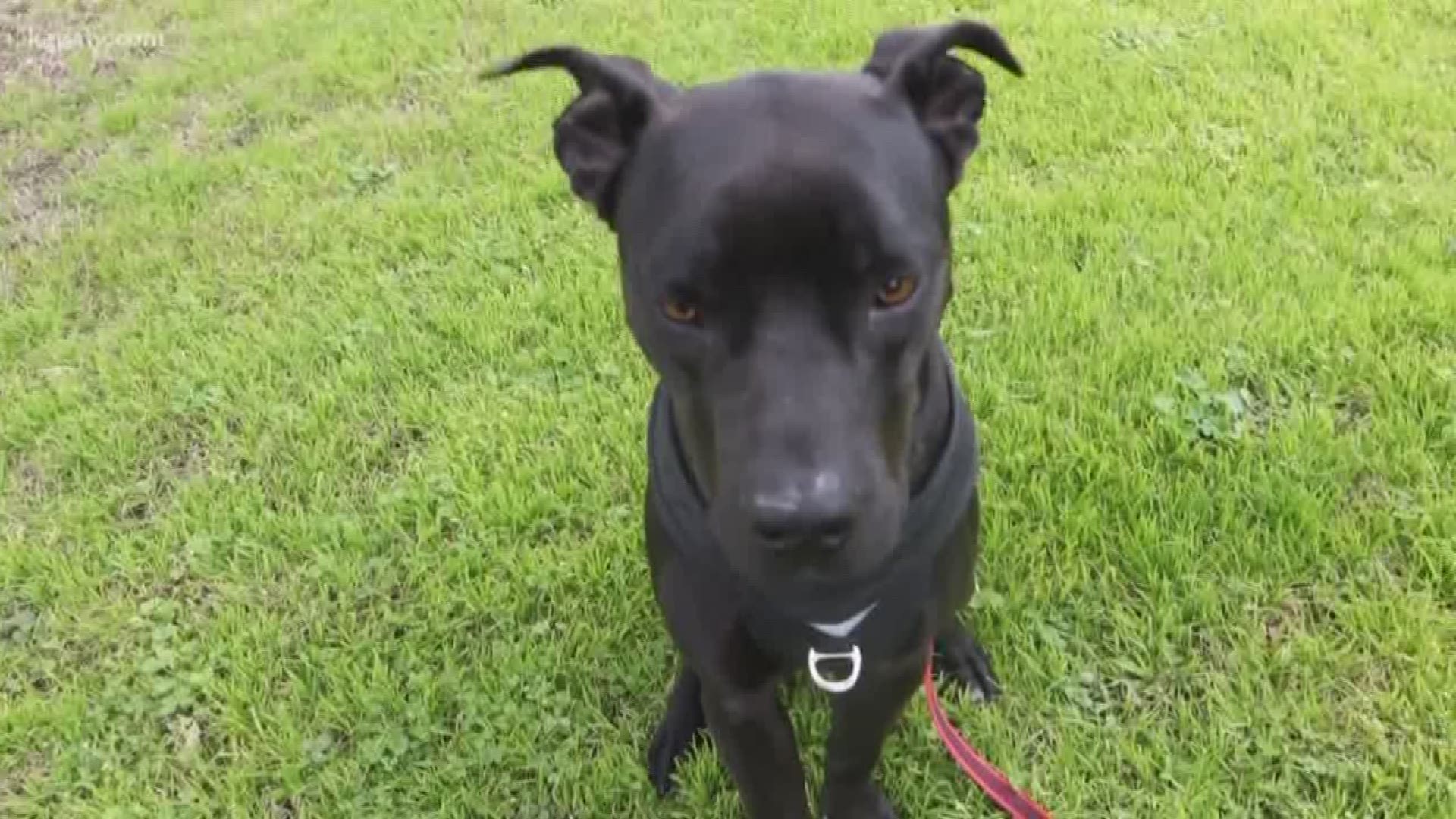 Stan is a one and a half year old lab mix.