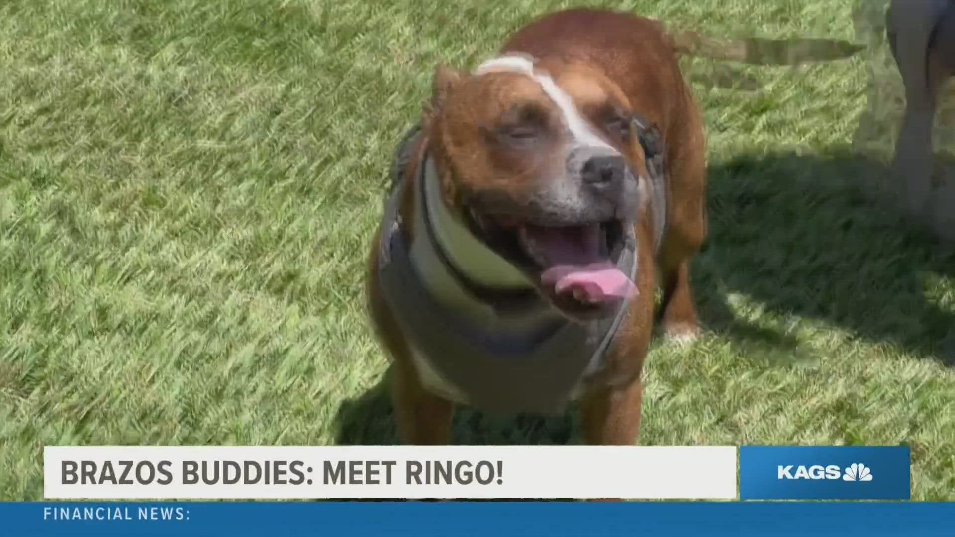 This week's featured Brazos Buddy is Ringo, a five year-old Pit Bull mix from Urgent Animals of Hearne that's looking to be adopted.