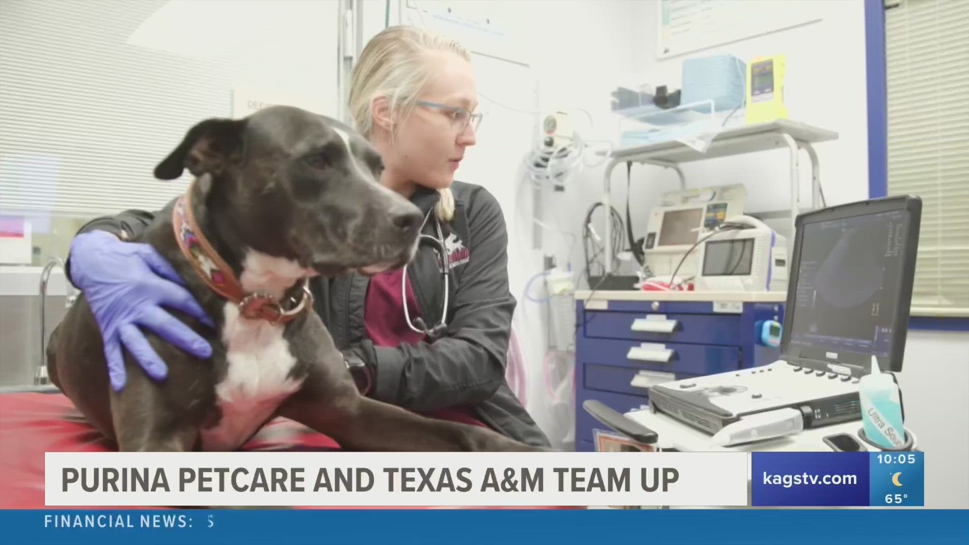 Texas A&M University and Purina Petcare are teaming up to improve microbiome pet health, all thanks to a $2 million research fund.