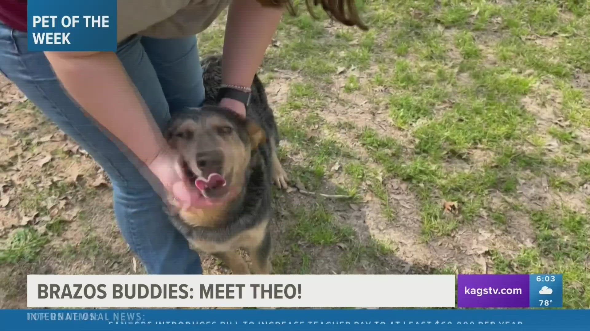 This week's featured Brazos Buddy is Theo, a two-and-a-half-year-old Cattle Dog mix that's looking to be adopted.