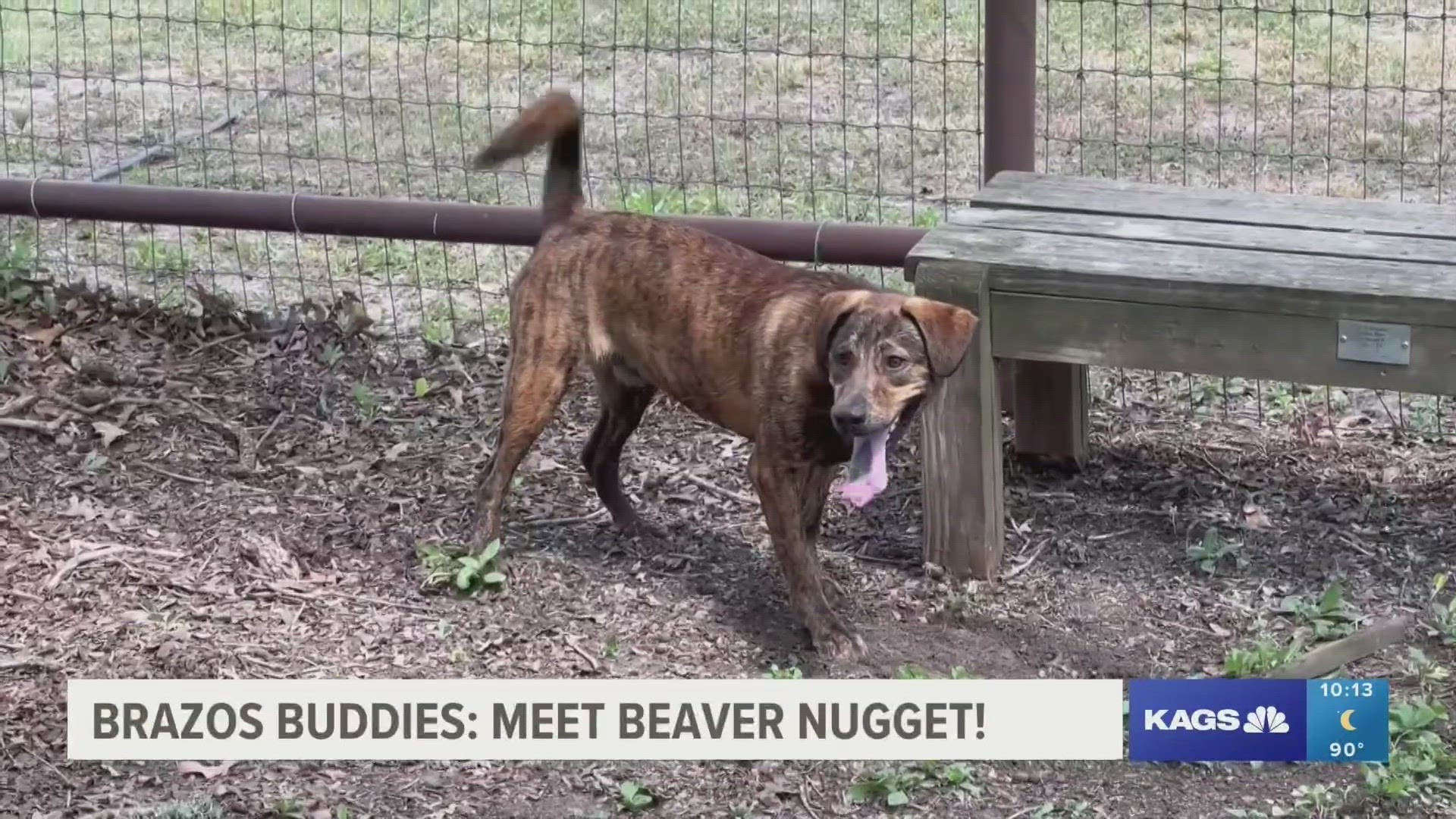 This week's featured Brazos Buddy is Beaver Nugget, a one year-old Brindle mix that's looking to be adopted.