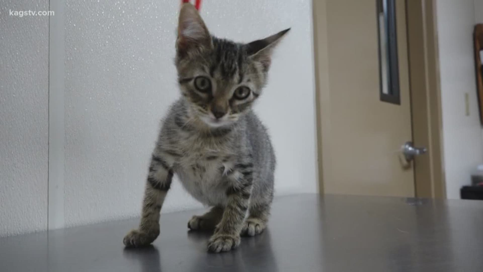 KAGS Pet of the Week: Tabby kitten Tom Collins is ready to go home