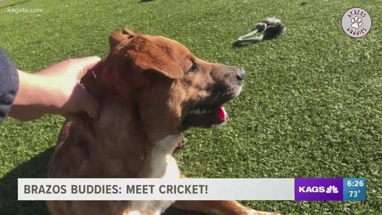 Brazos Buddies: Meet Cricket!