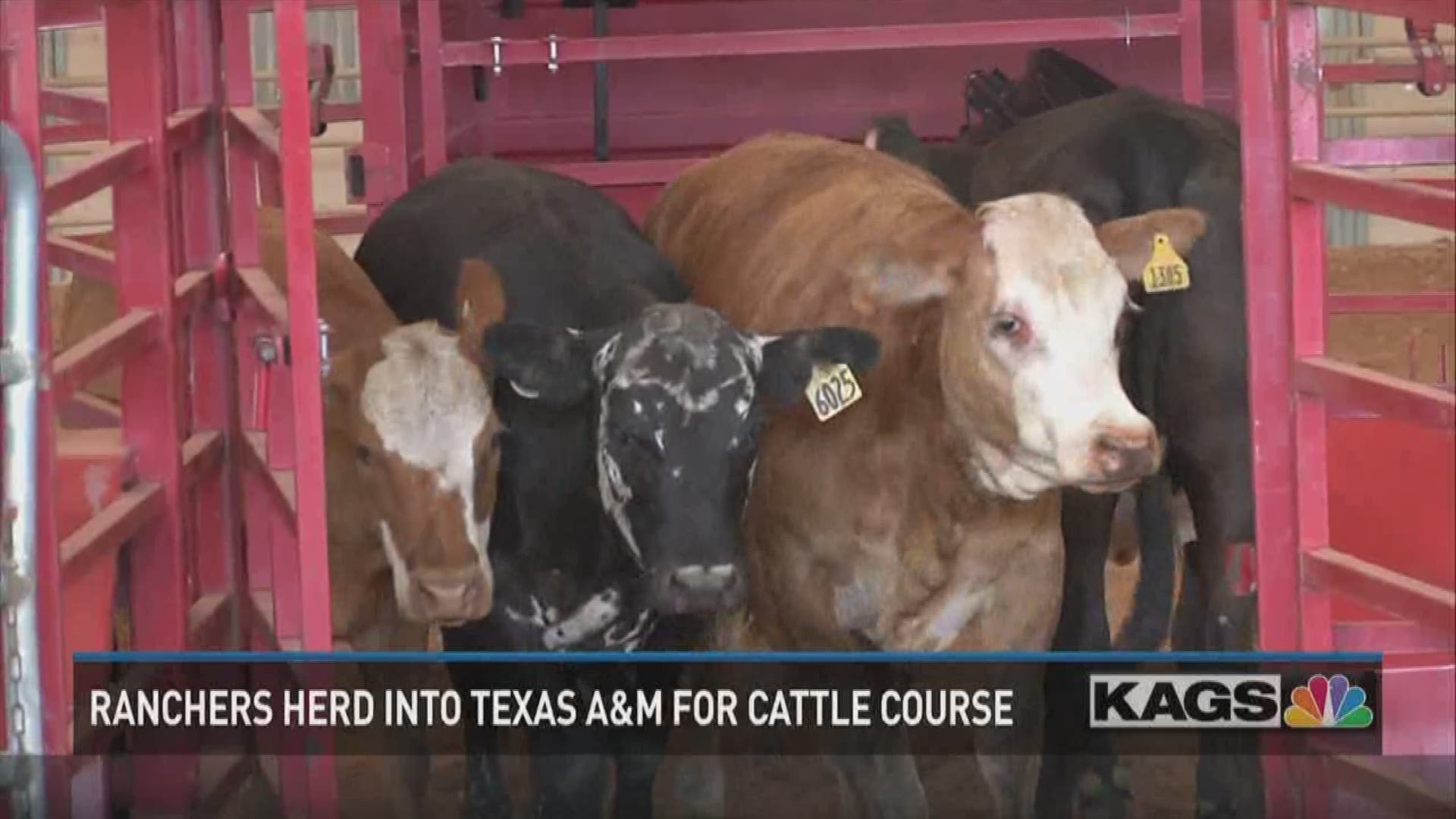 Ranchers come to Texas A&M to learn more about producing beef.
