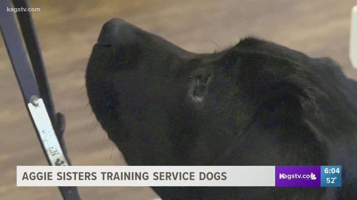 Exceptional Aggies: Twin sister Aggies training service dogs for those in need