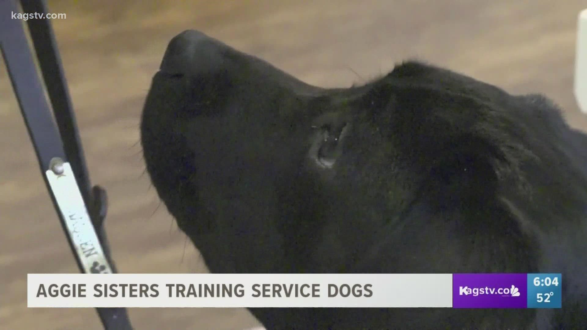 The sisters are helping train service dogs that will later help kids and adults with disabilities, but also veterans.