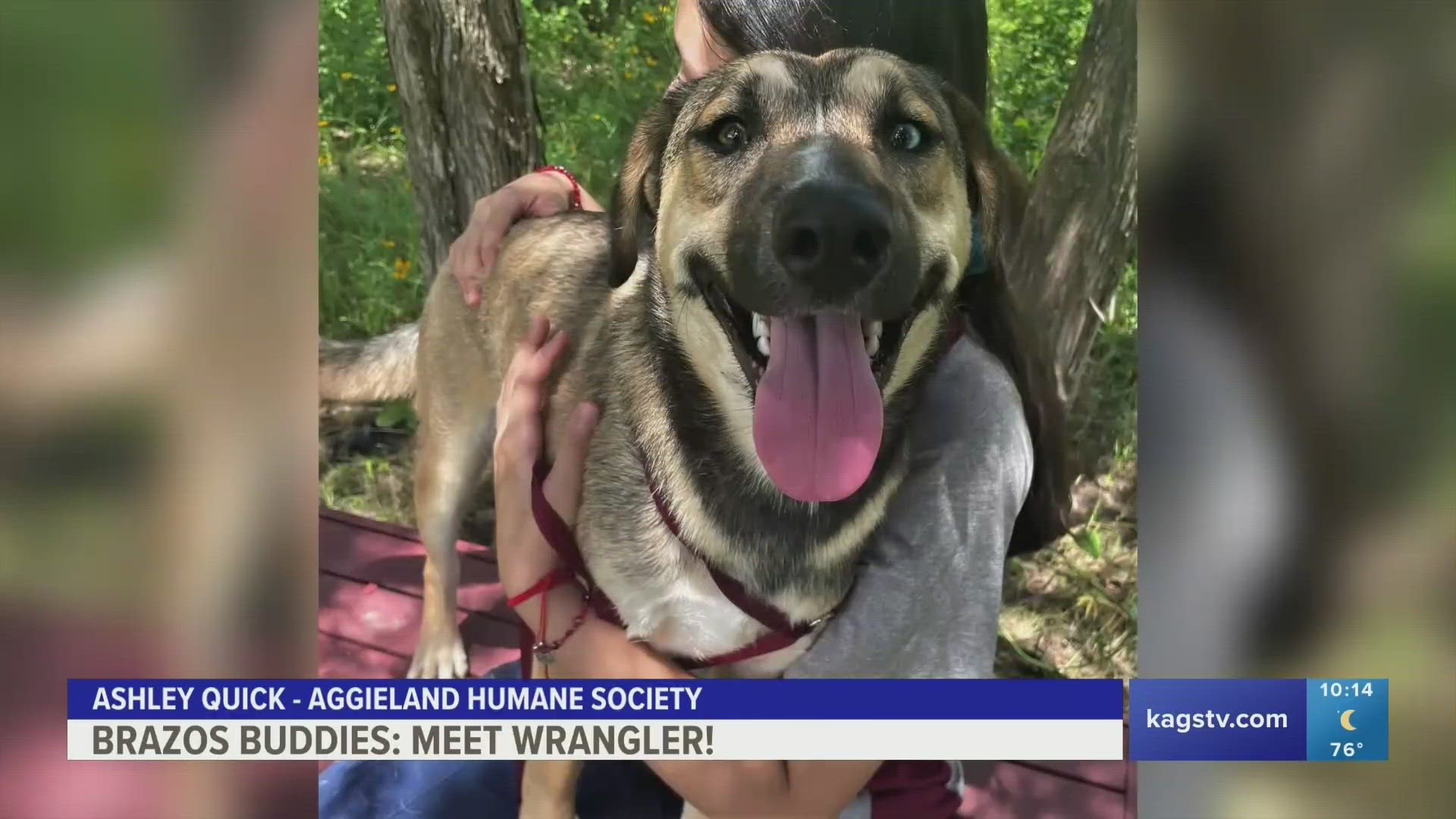 This week's Brazos Buddy is Wrangler, a one-and-a-half year old Shepherd-Hound mix that's looking to be adopted.
