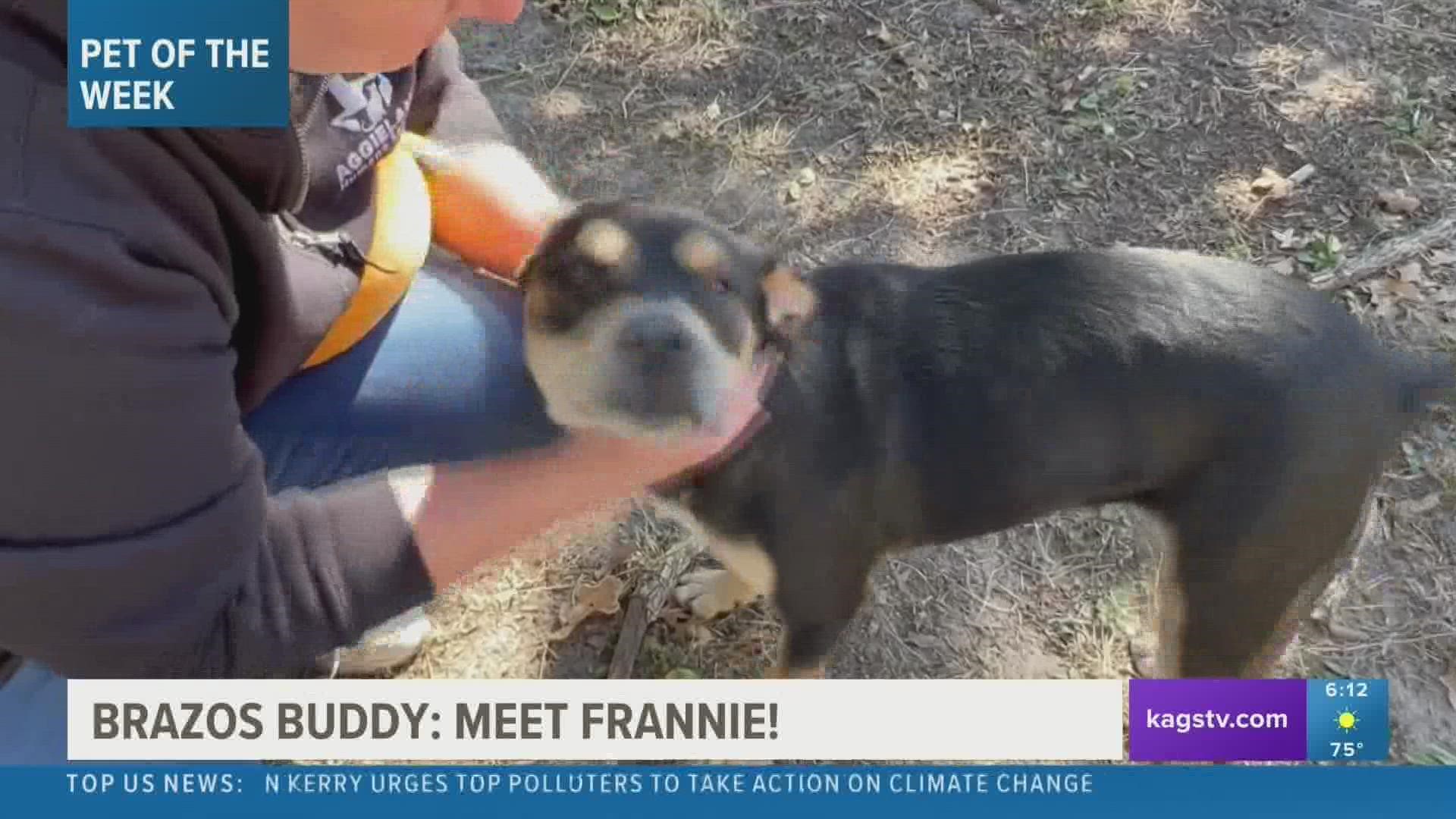 This week's featured Brazos Buddy is Frannie, a one-year-old Shepherd mix that's looking for her forever home.
