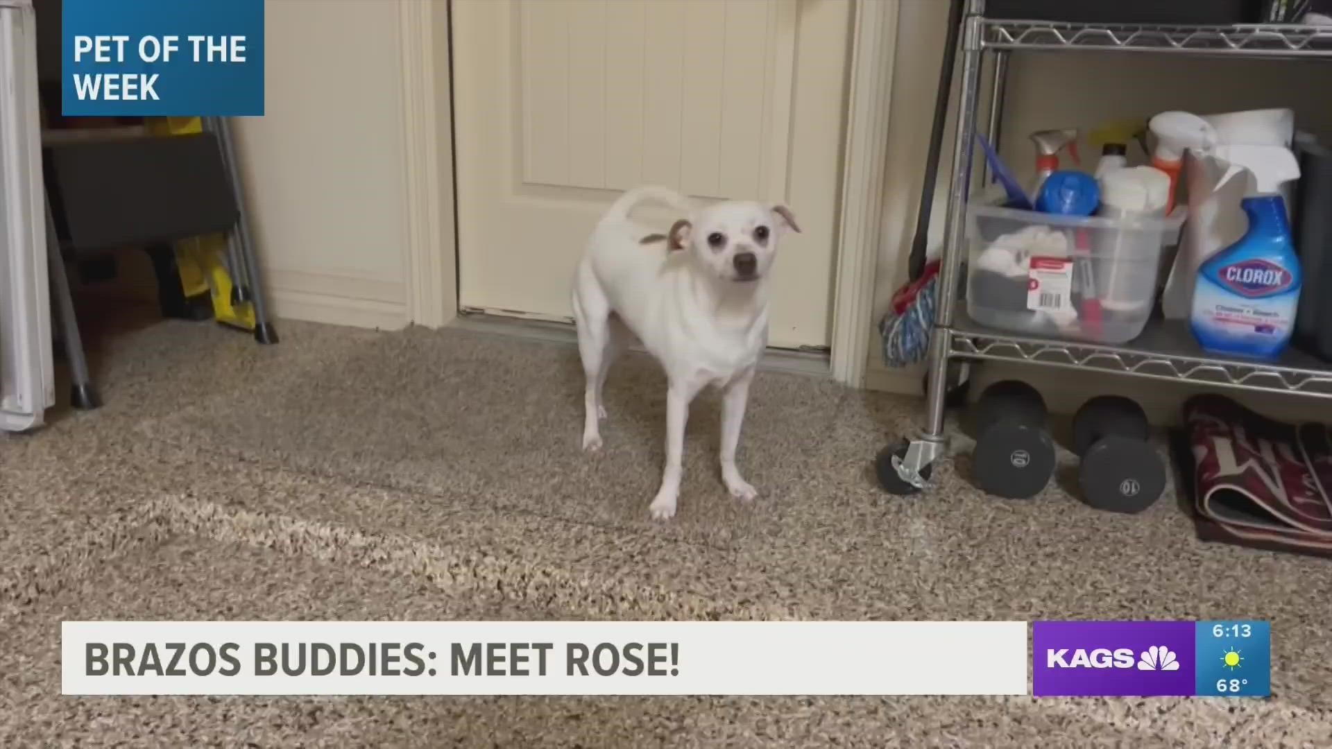 This week's featured Brazos Buddy is Rose, a four-year-old Chihuahua mix that's looking to be adopted.