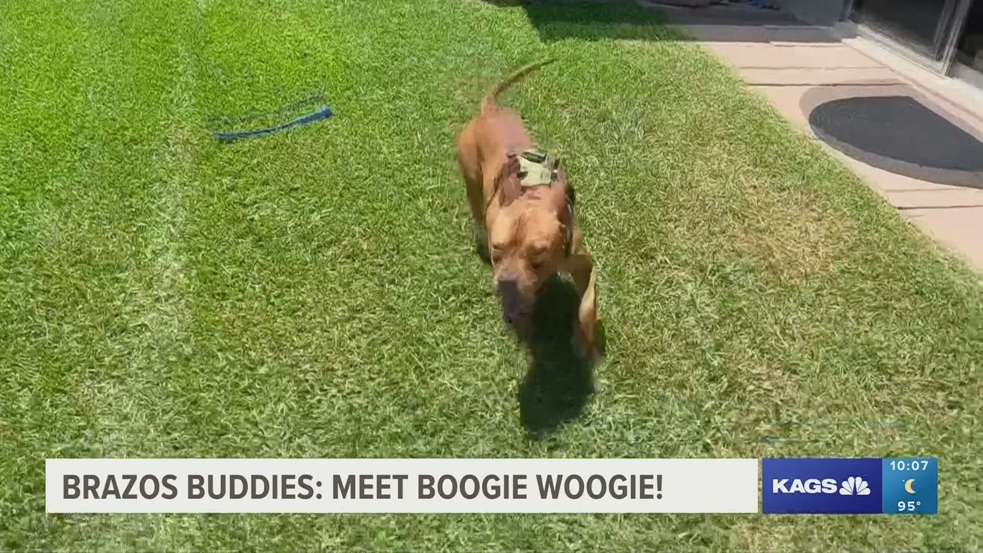 This week's featured Brazos Buddy is Boogie Woogie, a five-year-old Pit Bull mix that's looking to be adopted.