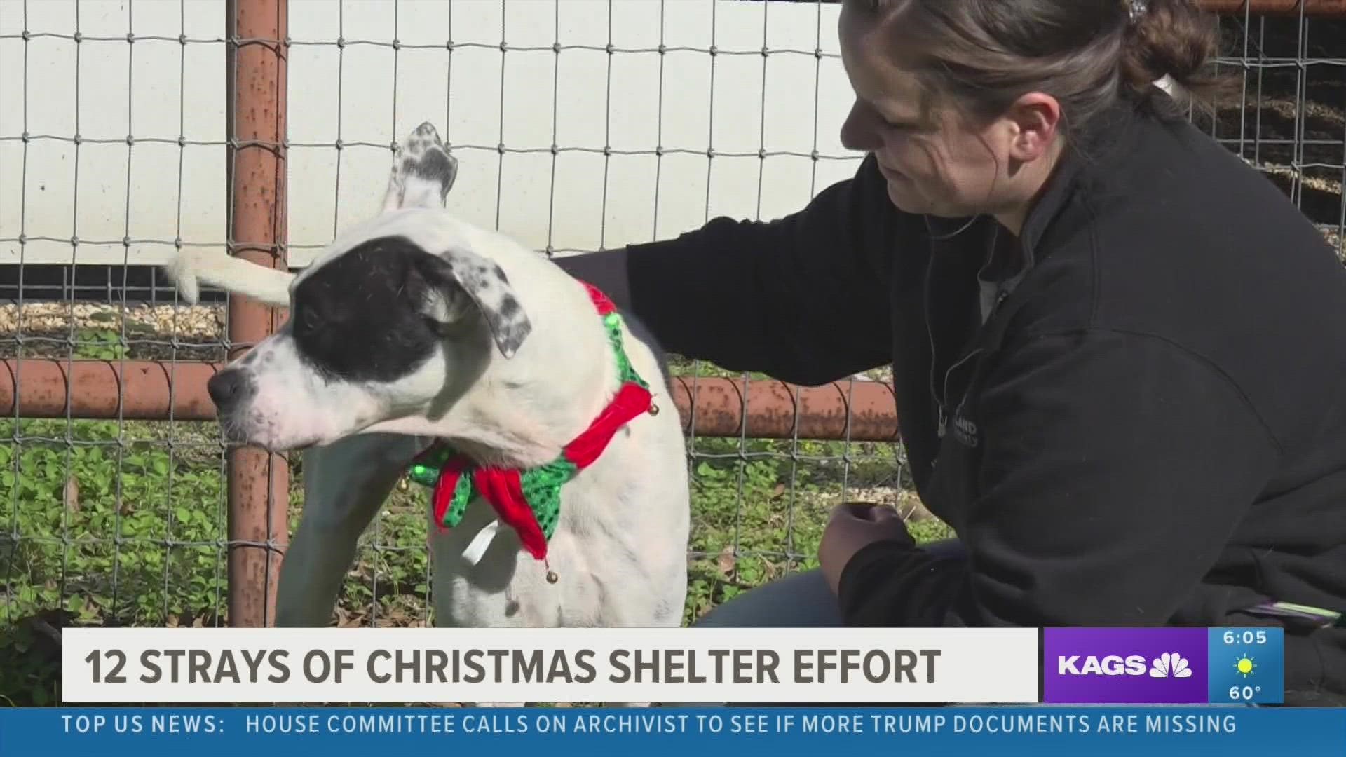 The shelter is holding their 12 Strays of Christmas offer until Dec. 23.