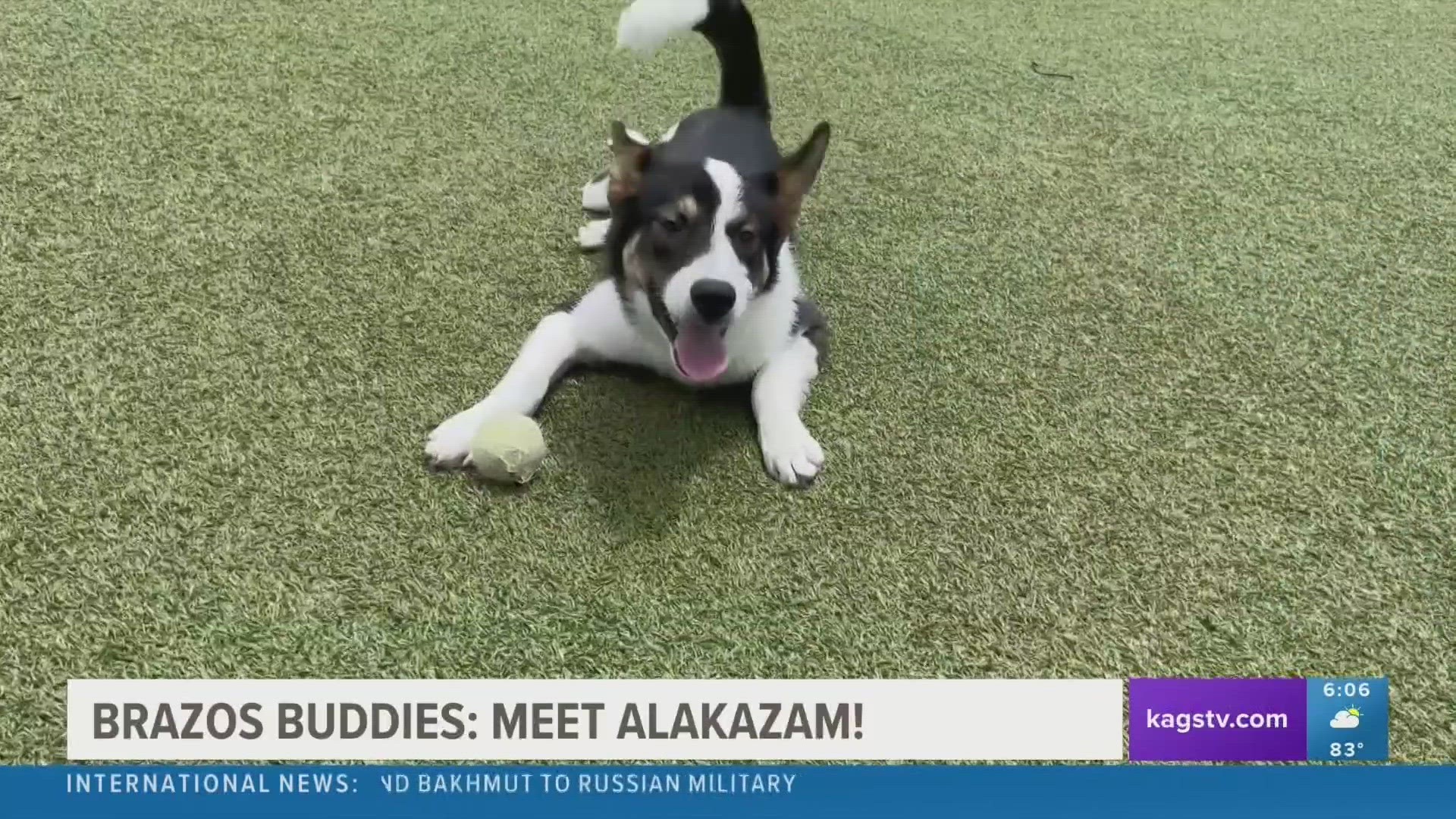 This week's featured Brazos Buddy is Alakazam, a two-year-old Husky-Heeler mix that's looking to be adopted into a new home.