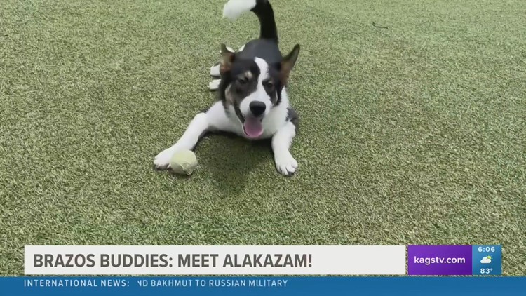 Brazos Buddies featured pet of the week: Alakazam