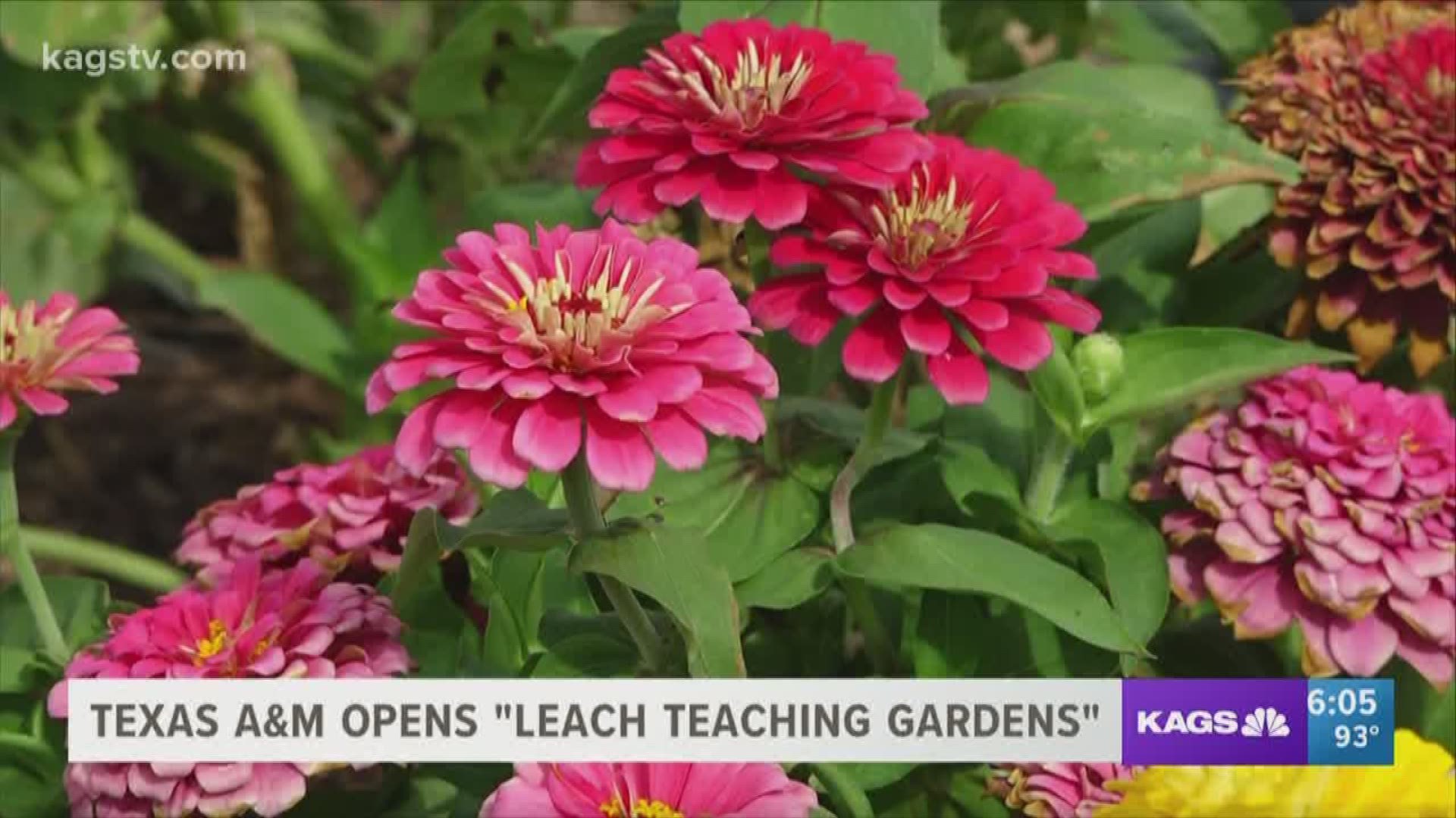 Texas A&M University presents the "Leach Teaching Gardens", a project that has been in the works for many years now.