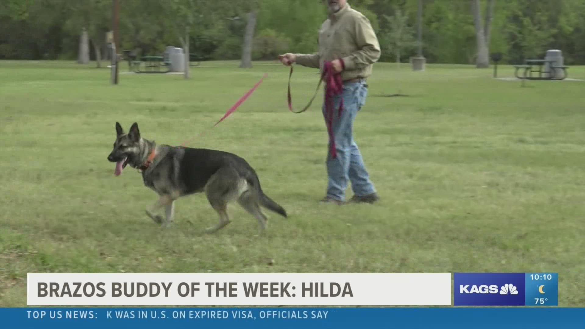This week's featured Brazos Buddy is Hilda, a three-year-old German Shepherd mix that's looking for her forever home.
