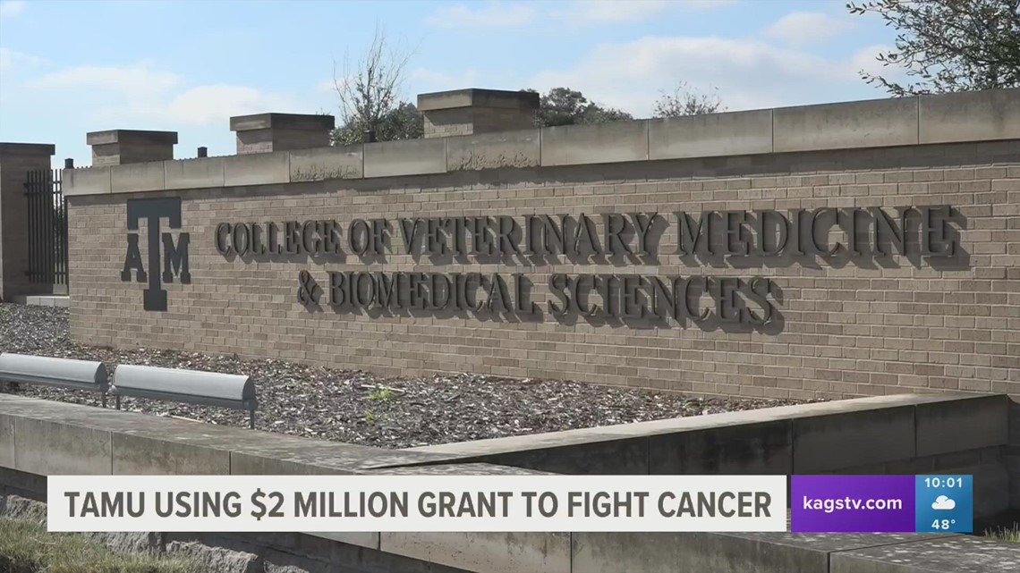 Texas A&M researchers are using a $2.3 million grant to help fight cancer