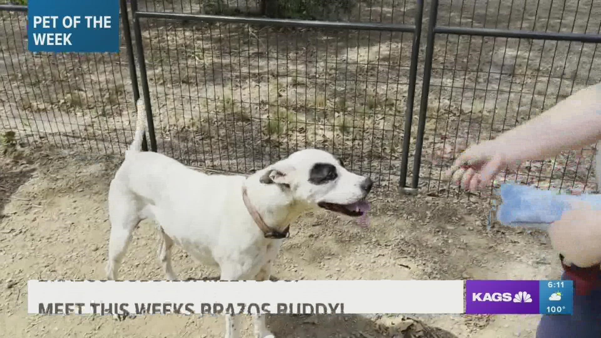 This week's featured Brazos Buddy features Doug, a five-year-old large breed mix that's looking for his forever home.
