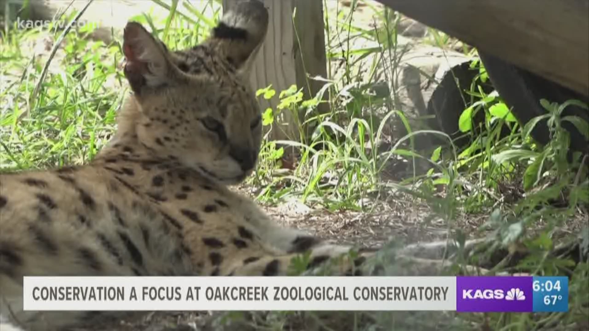 Couple creates exotic animal sanctuary in their own backyard 