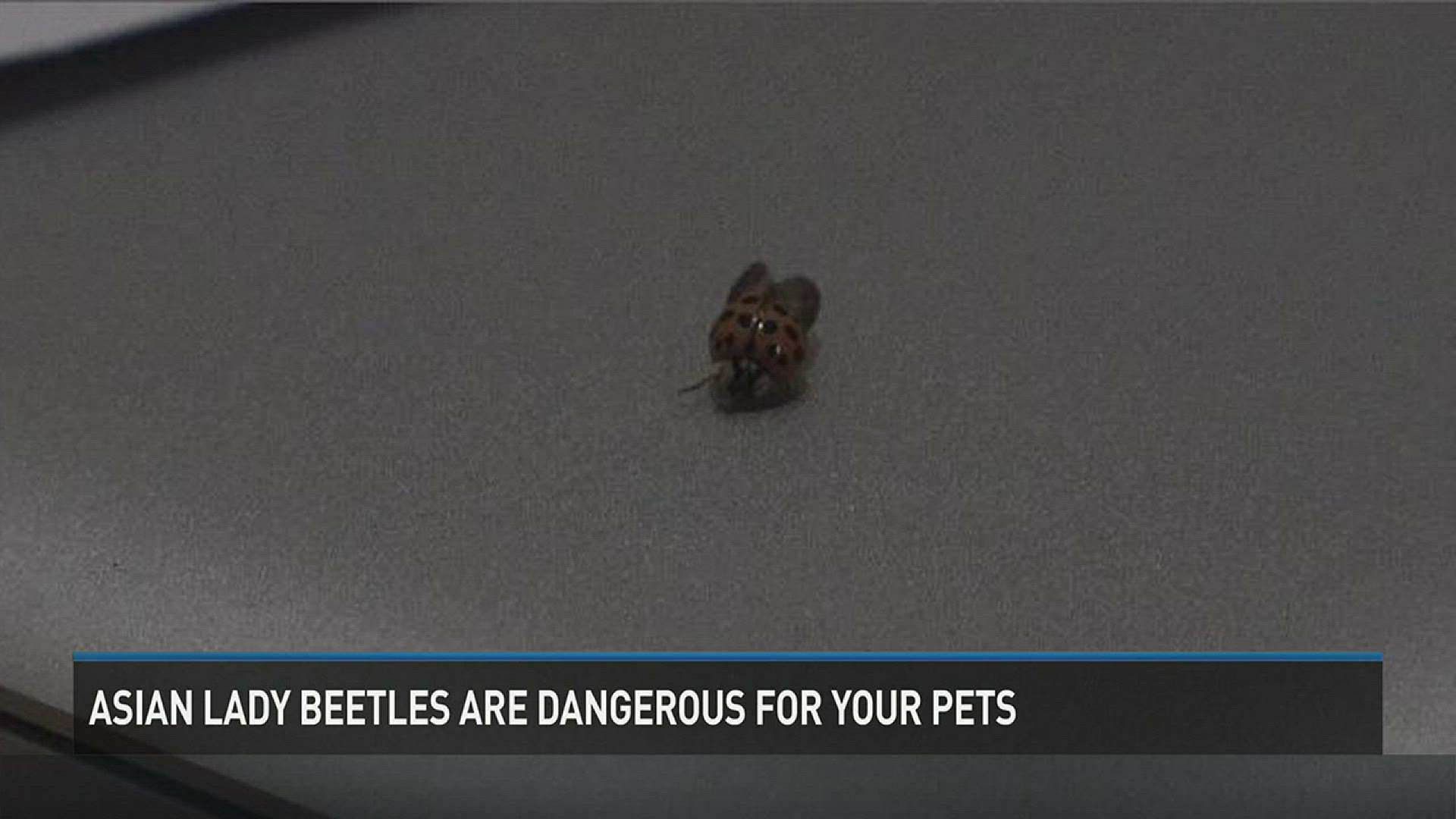 Are Asian Beetles Bad For Dogs