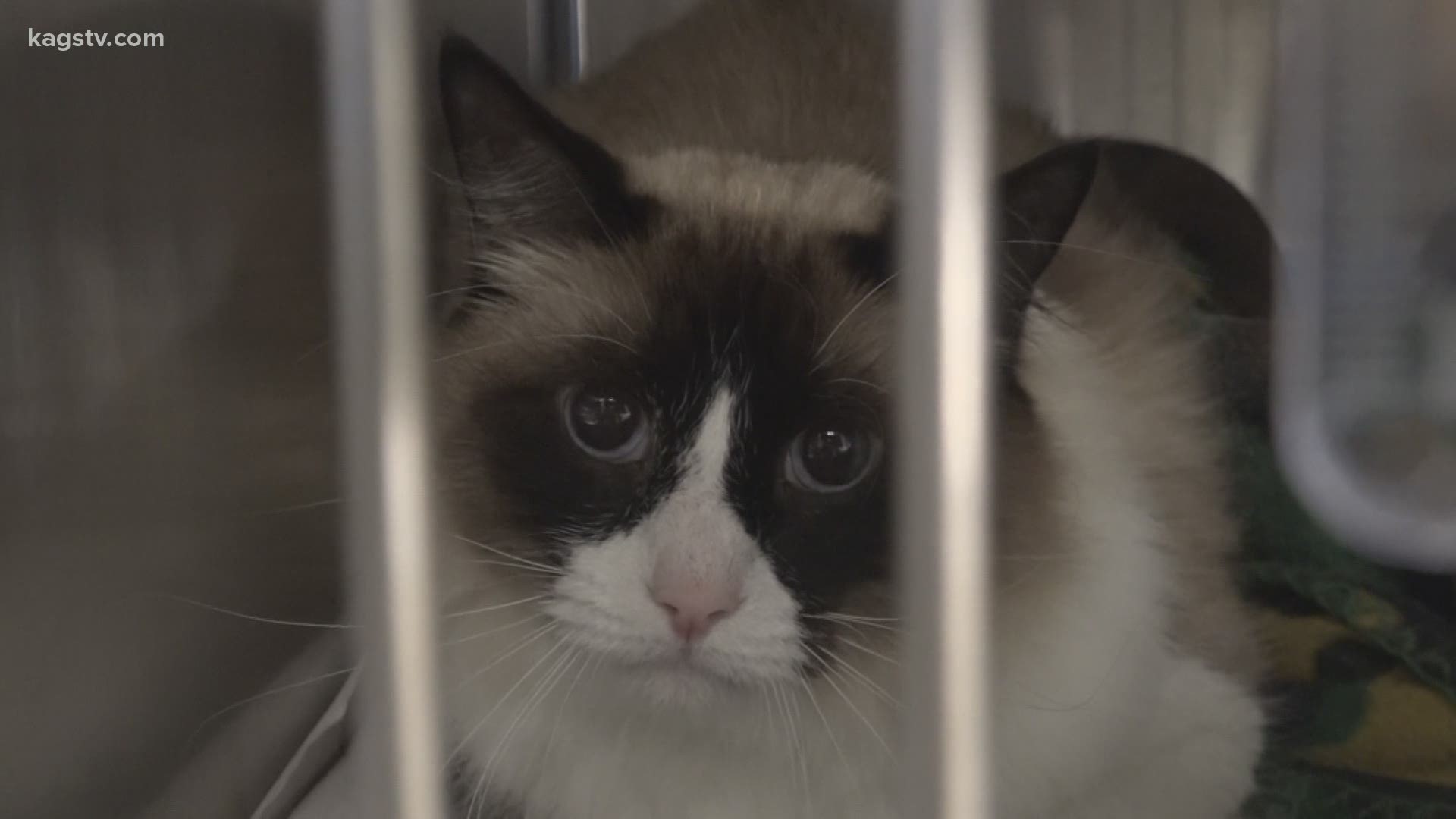 As the year wraps up, furry creatures at our local shelters continue their search for a forever home.