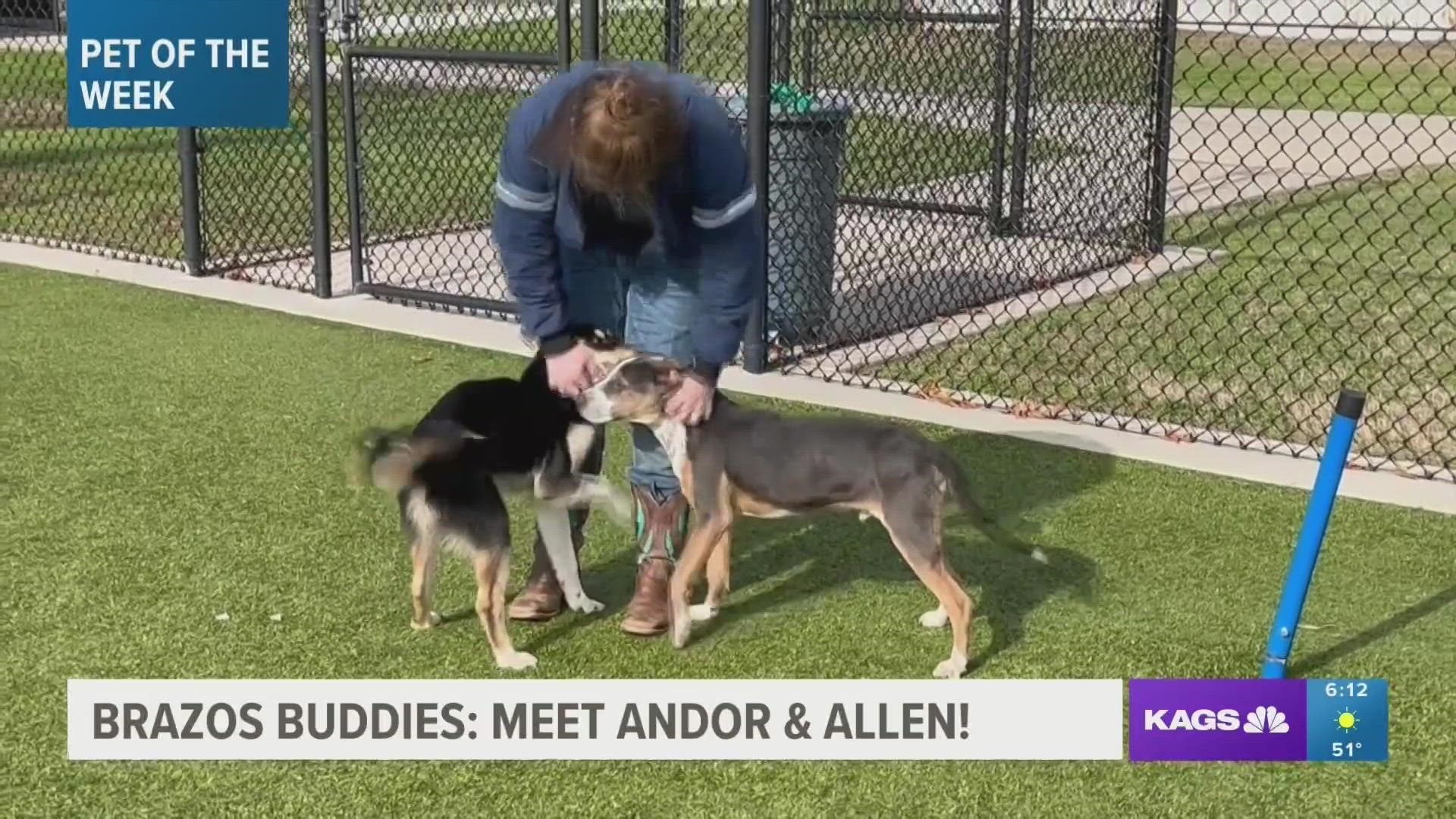 This week's featured Brazos Buddies are Allen and Andor, two young pups that are looking to be adopted.