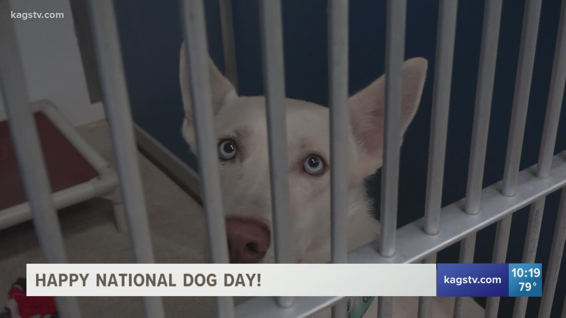 On National Dog Day, many pets are looking for a new home