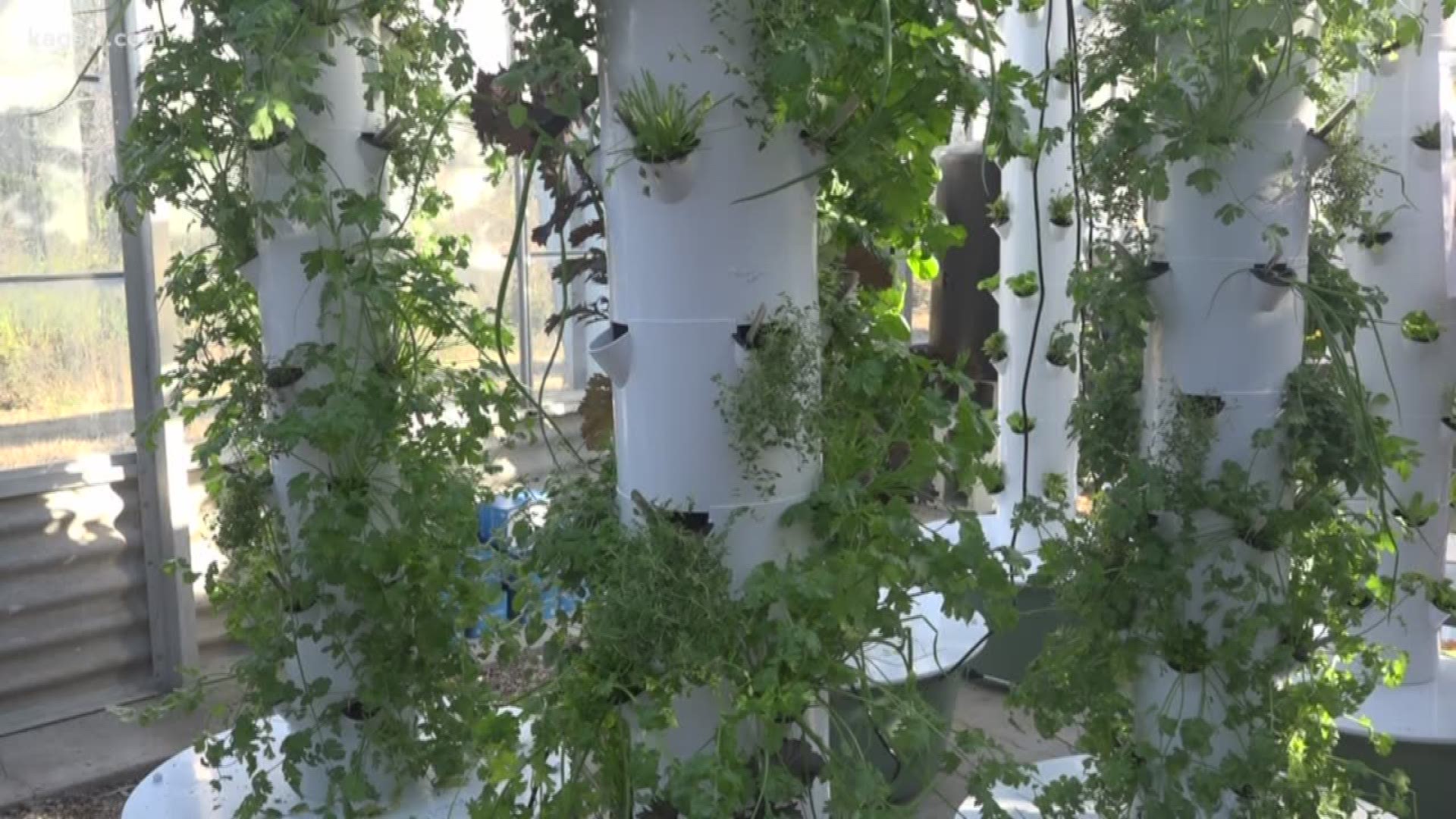 Texas A&M Urban Farm United grows produce vertically as some farmers are thinking for the future.