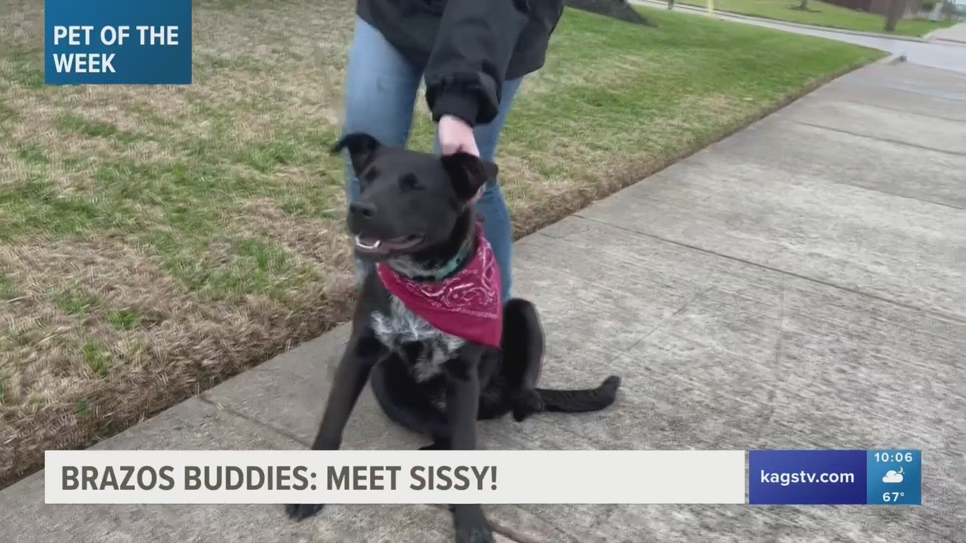 This week's featured Brazos Buddy is Sissy, a seven-month-old mixed breed that's looking to be adopted.