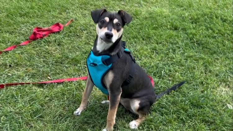 Brazos Buddies featured pet of the week: Sugar Pop
