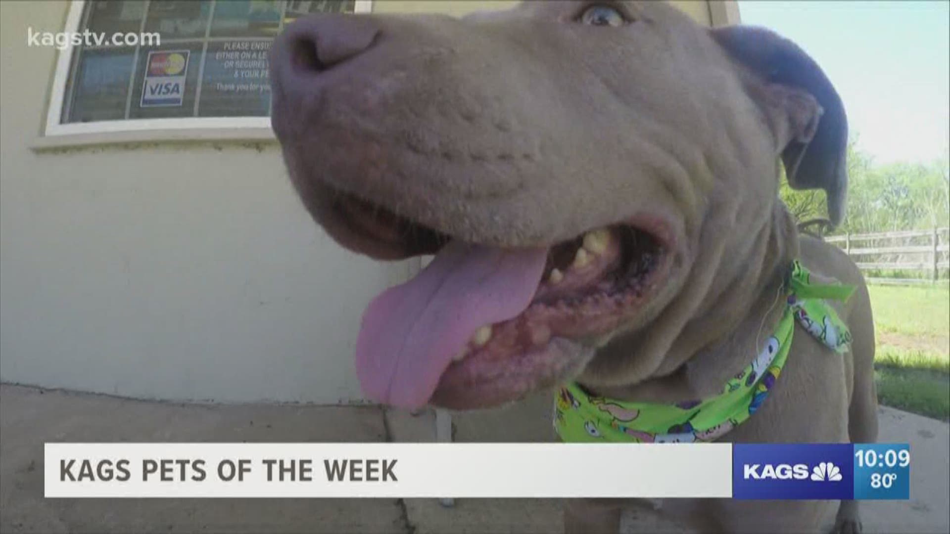 EVERY WEEK WE FEATURE AN ANIMAL UP FOR ADOPTION.   GOOD NEWS IS THAT MOST OF THE PETS WE'VE SHOWN YOU-- HAVE BEEN ADOPTED.HOWEVER THERE'S STILL A FEW WHO CONTINUE TO WAIT FOR THEIR FOREVER HOMES. TONIGHT-- WE'RE SHOWING YOU AGAIN THESE DOGS AS OUR K-AG