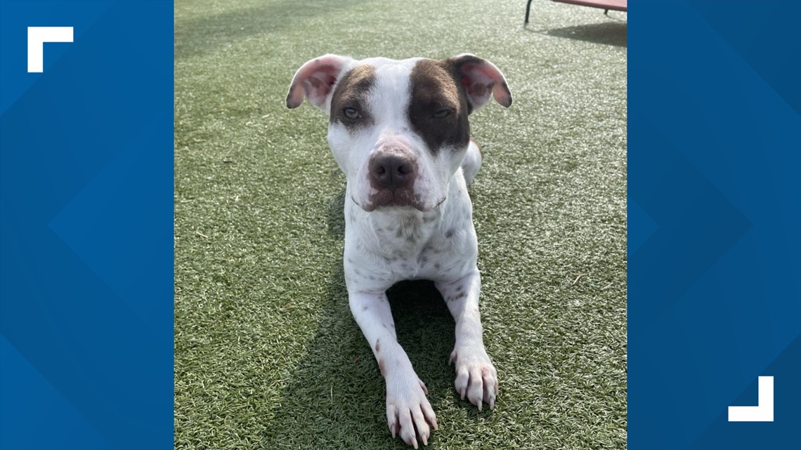 Brazos Buddies pet of the week: Betty Lou - Vimarsana News