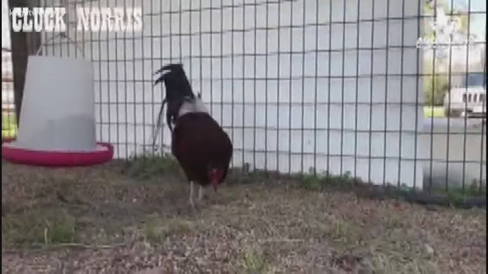 Creative thinking by Aggieland Humane Society staff helps rooster find his new flock.