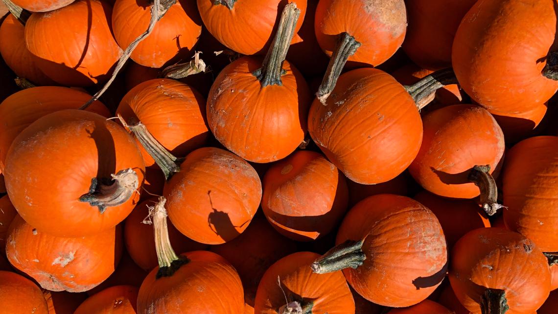 Fun things to do this Halloween in College Station and Bryan - Vimarsana News