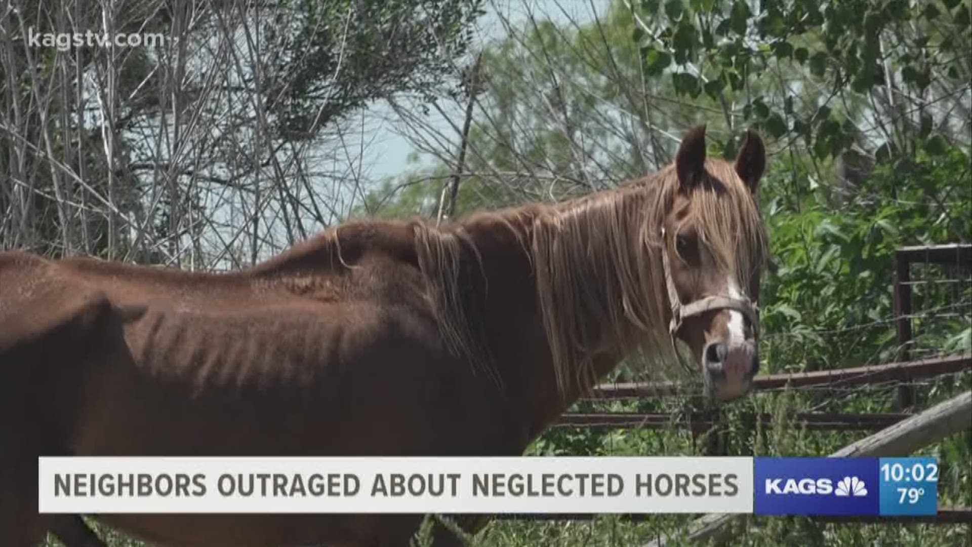 Neighbors in Grimes County are outraged after they say the owner of five horses has neglected them and left them to starve.
