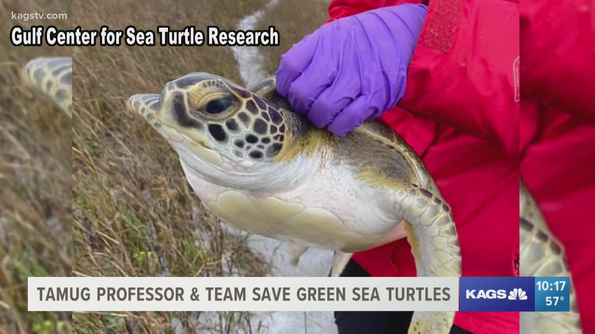 The Gulf Center for Sea Turtle Research in Galveston took charge during the winter weather and saved around 70 sea turtles.