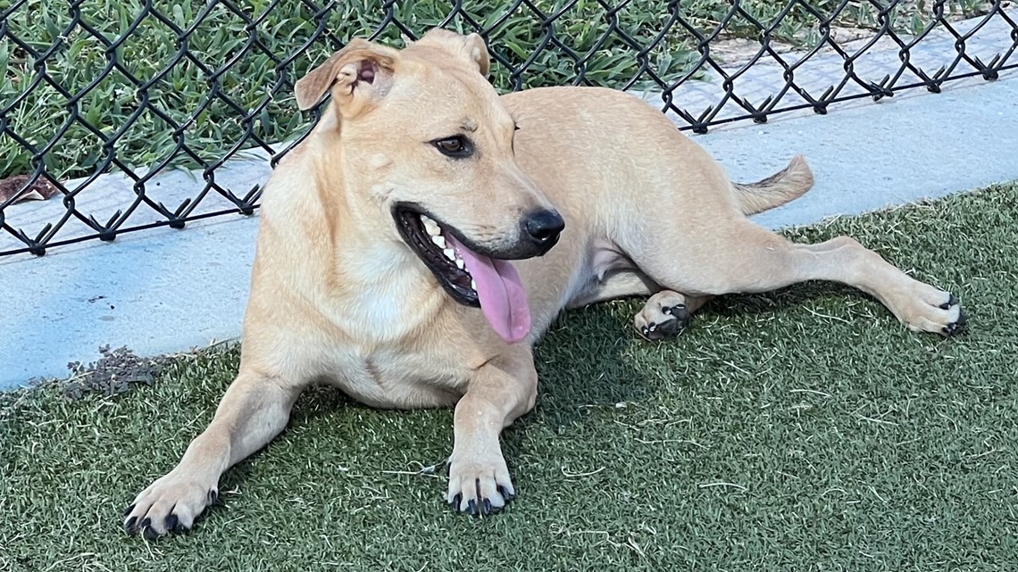 KAGS Brazos Buddies pet of the week: Blessing - Vimarsana News