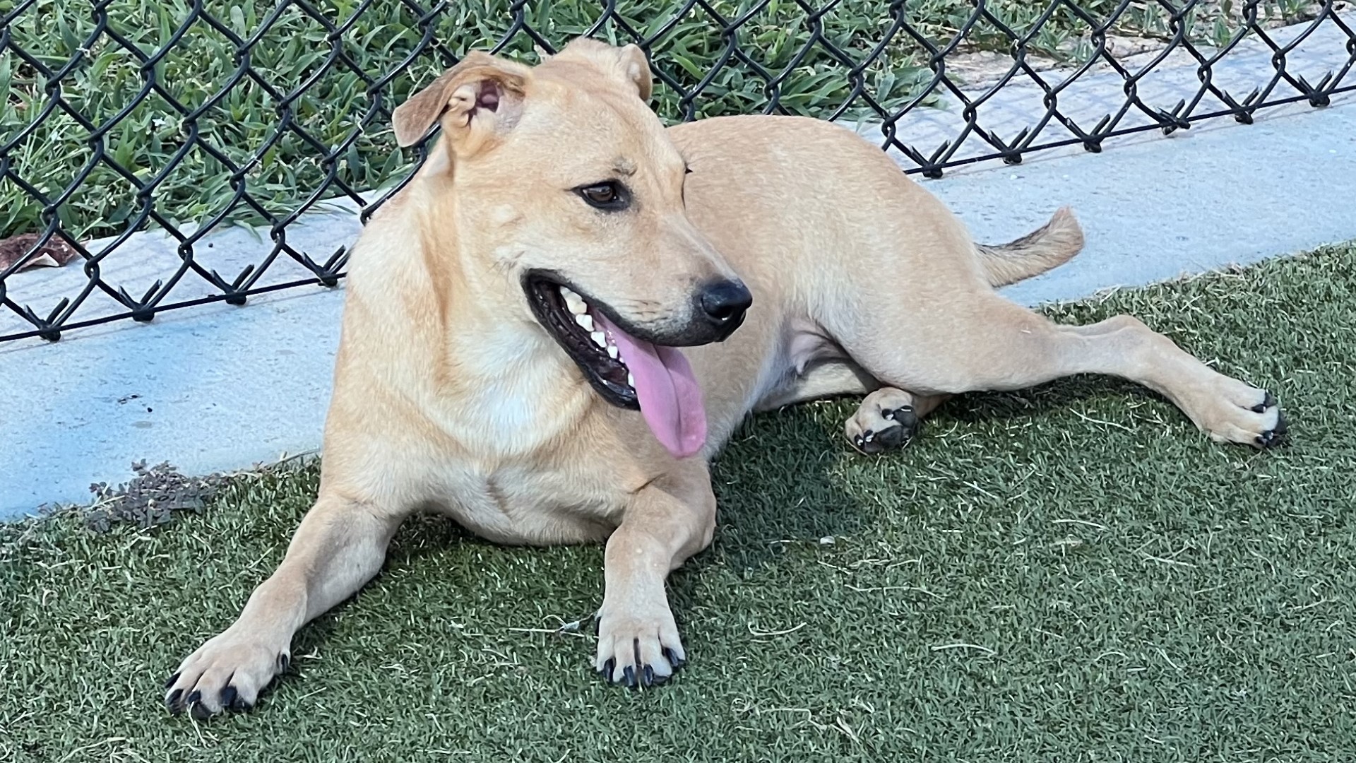 This week's featured Brazos Buddy is Blessing, a 3-4 year old Hound mix from the Bryan Animal Center that's looking for her forever home.