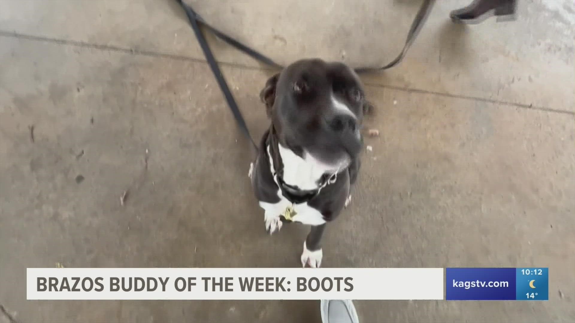 This week's featured Brazos Buddy is Boots, a two-year-old mixed breed dog that's looking to be adopted.