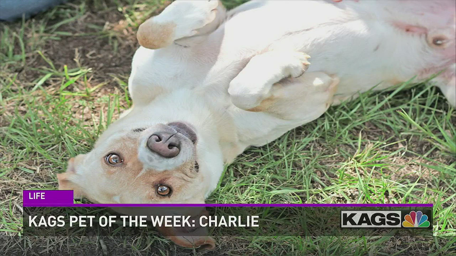 Charlie is available for adoption. He's a medium-sized lab mix.